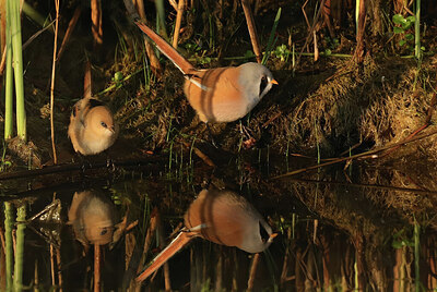 BUITEN BEELD Foto: 437769