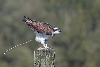 BUITEN BEELD Foto: 437770