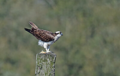 BUITEN BEELD Foto: 437771