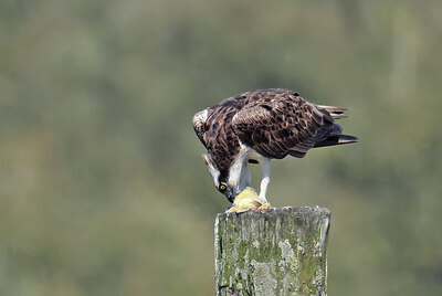 BUITEN BEELD Foto: 437774