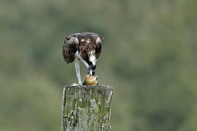 BUITEN BEELD Foto: 437775