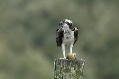 BUITEN BEELD Foto: 437776
