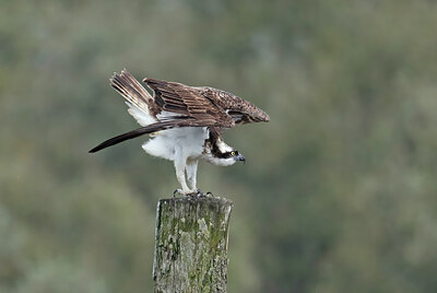 BUITEN BEELD Foto: 437779