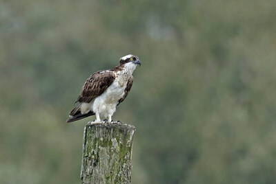 BUITEN BEELD Foto: 437781