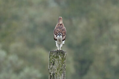 BUITEN BEELD Foto: 437782