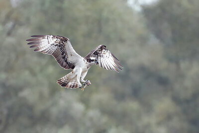 BUITEN BEELD Foto: 437785