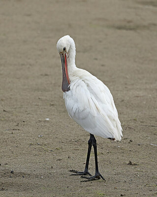 BUITEN BEELD Foto: 437787