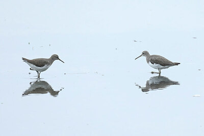 BUITEN BEELD Foto: 437791
