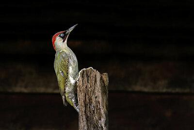 BUITEN BEELD Foto: 437794