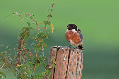 BUITEN BEELD Foto: 437796