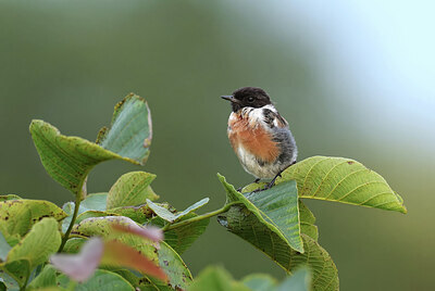 BUITEN BEELD Foto: 437802