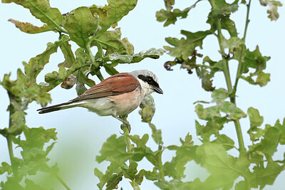 BUITEN BEELD Foto: 437804