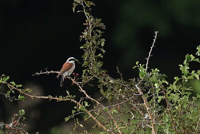 BUITEN BEELD Foto: 437805
