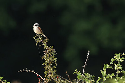 BUITEN BEELD Foto: 437806