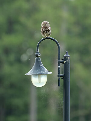 BUITEN BEELD Foto: 437807