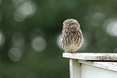 BUITEN BEELD Foto: 437808