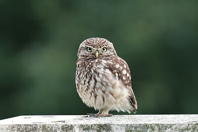 BUITEN BEELD Foto: 437810