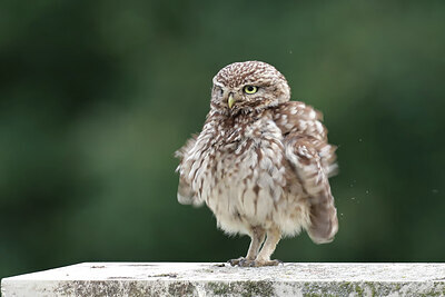 BUITEN BEELD Foto: 437811
