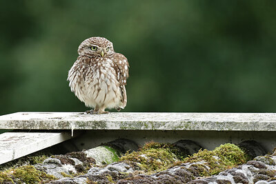 BUITEN BEELD Foto: 437812