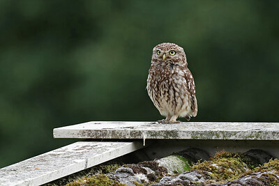 BUITEN BEELD Foto: 437813
