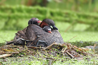 BUITEN BEELD Foto: 437814