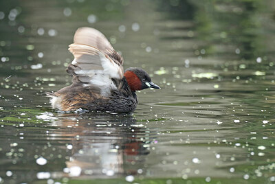 BUITEN BEELD Foto: 437816