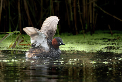 BUITEN BEELD Foto: 437817