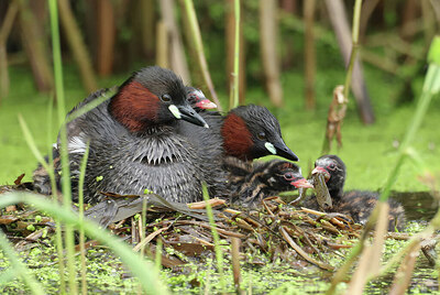 BUITEN BEELD Foto: 437819