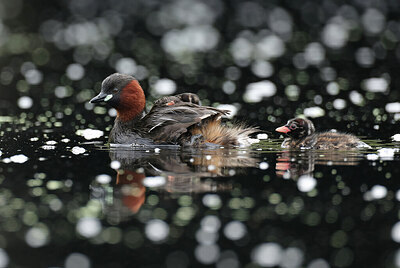 BUITEN BEELD Foto: 437822