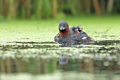 BUITEN BEELD Foto: 437823