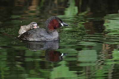 BUITEN BEELD Foto: 437825