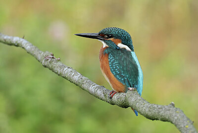 BUITEN BEELD Foto: 437829