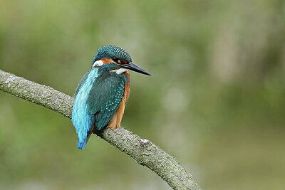BUITEN BEELD Foto: 437832