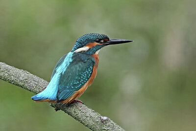 BUITEN BEELD Foto: 437833