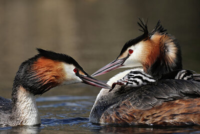 BUITEN BEELD Foto: 437836