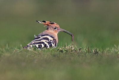 BUITEN BEELD Foto: 437837