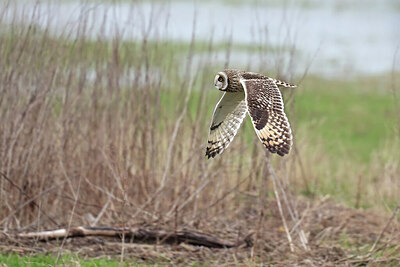 BUITEN BEELD Foto: 437839