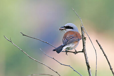 BUITEN BEELD Foto: 437843
