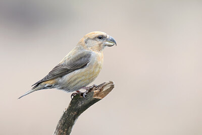 BUITEN BEELD Foto: 437844