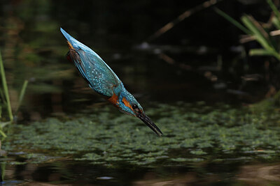 BUITEN BEELD Foto: 437846
