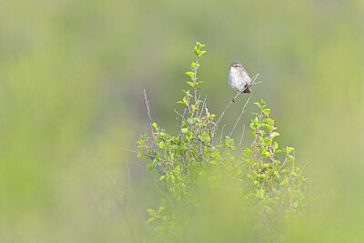 BUITEN BEELD Foto: 437848