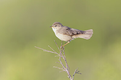 BUITEN BEELD Foto: 437850