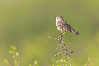 BUITEN BEELD Foto: 437851