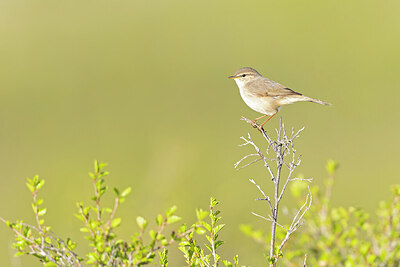 BUITEN BEELD Foto: 437853