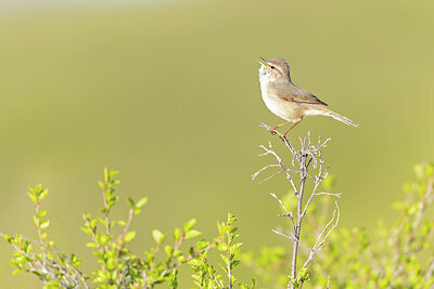 BUITEN BEELD Foto: 437854