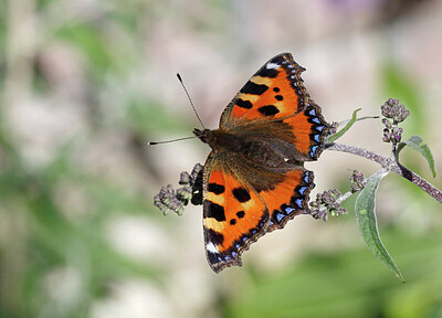 BUITEN BEELD Foto: 437856