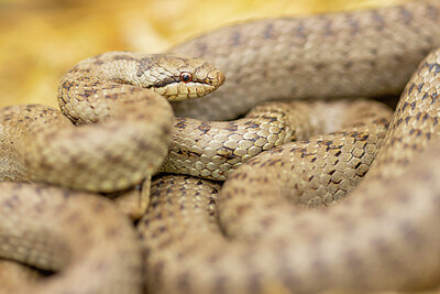BUITEN BEELD Foto: 437859
