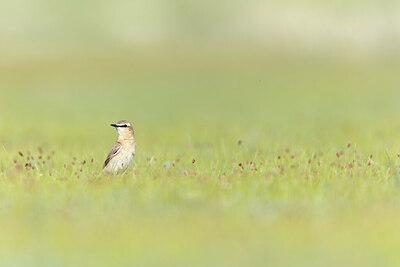 BUITEN BEELD Foto: 437863