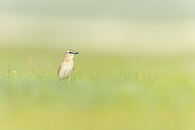 BUITEN BEELD Foto: 437864