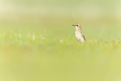 BUITEN BEELD Foto: 437865